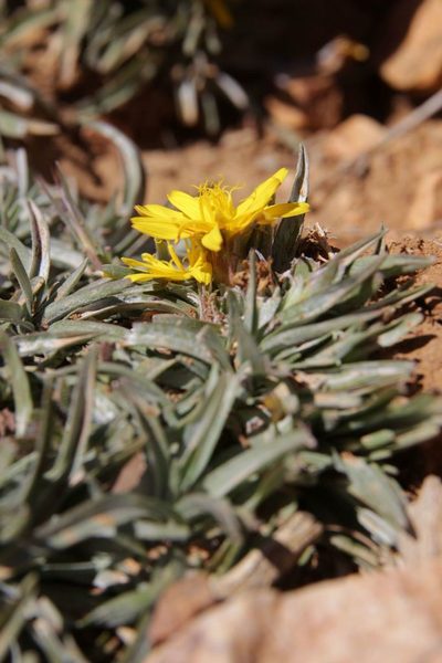 Gelasia caespitosa, photographed by Olivier Argagnon
