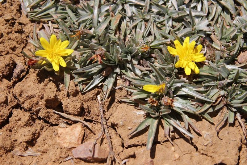 Gelasia caespitosa, photographed by Olivier Argagnon