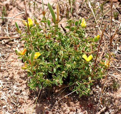 Argyrolobium pachyphyllum, photographed by Charles Stirton