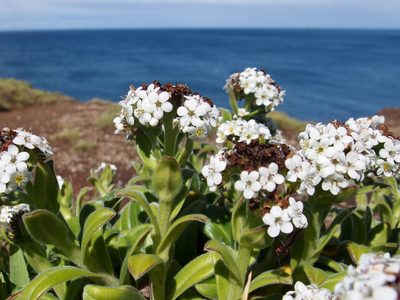 Myosotis rakiura, photographed by Sue Carnahan