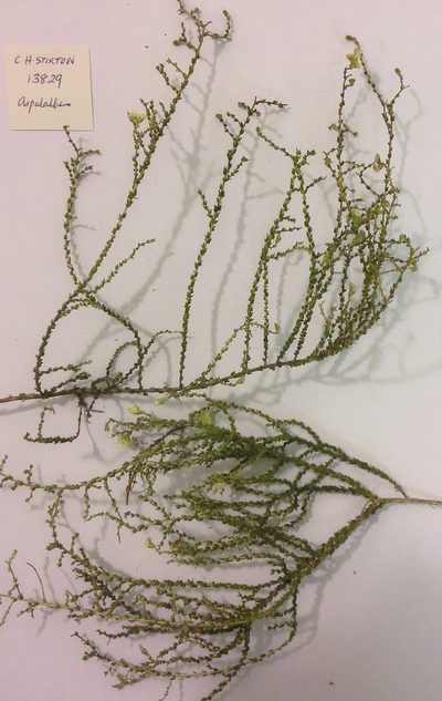 Aspalathus microphylla, photographed by Charles Stirton