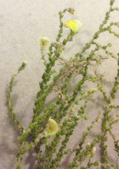 Aspalathus microphylla, photographed by Charles Stirton