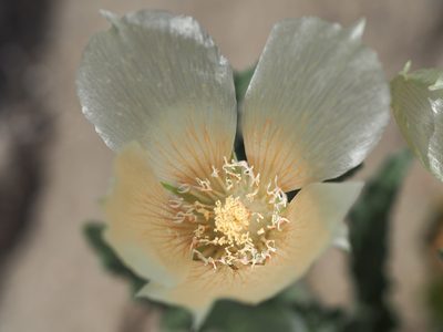 Mentzelia involucrata, photographed by Nina House