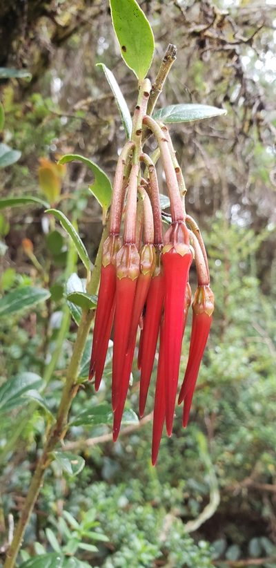 Ceratostema alatum, photographed by George Pushkal