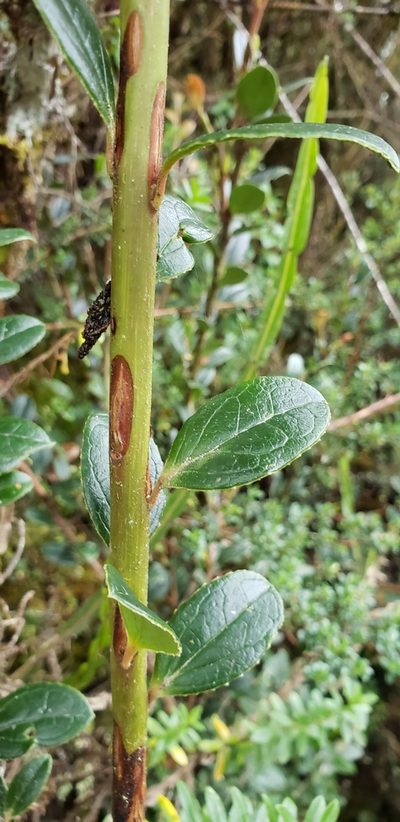 Ceratostema alatum, photographed by George Pushkal