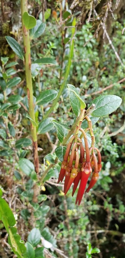 Ceratostema alatum, photographed by George Pushkal