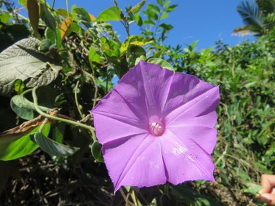 Ipomoea seducta, photographed by Alexis López Hernández