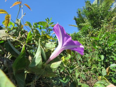 Ipomoea seducta, photographed by Alexis López Hernández