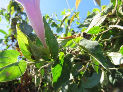 Ipomoea seducta, photographed by Alexis López Hernández