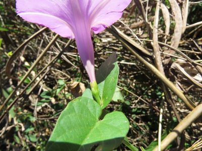 Ipomoea seducta, photographed by Alexis López Hernández