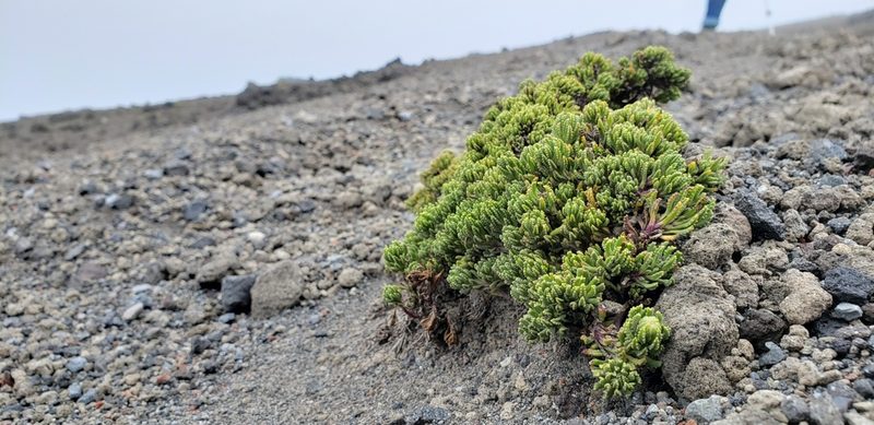 Pentacalia microdon, photographed by George Pushkal