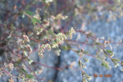 Euphorbia lasiocarpa, photographed by José Gerardo Velasco