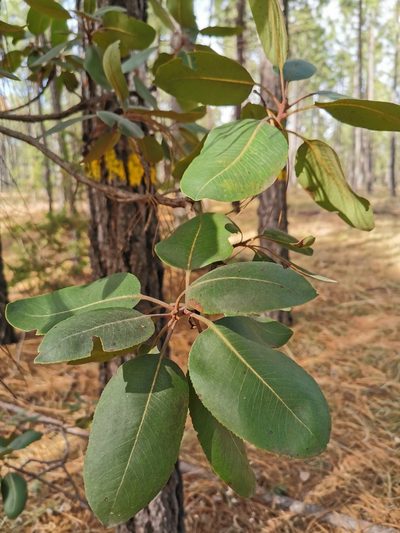 Arbutus madrensis, photographed by M. Socorro González Elizondo