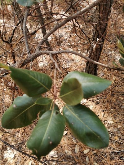 Arbutus madrensis, photographed by M. Socorro González Elizondo