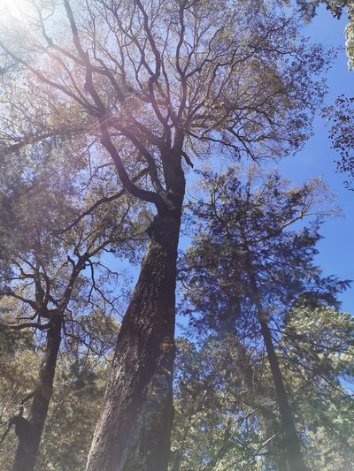 Quercus sideroxyla, photographed by M. Socorro González Elizondo