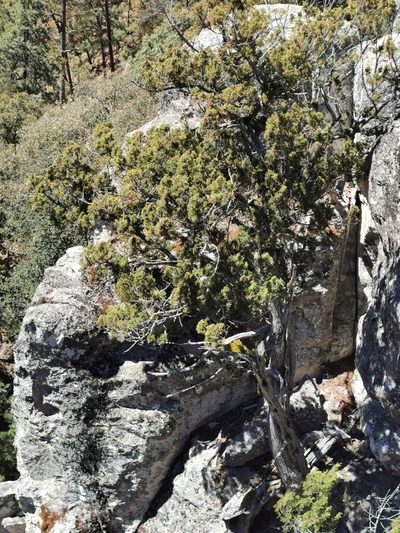 Juniperus durangensis, photographed by M. Socorro González Elizondo