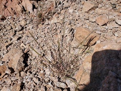 Aristida adscensionis, photographed by Bob Miller