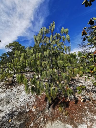 Pinus lumholtzii, photographed by M. Socorro González Elizondo