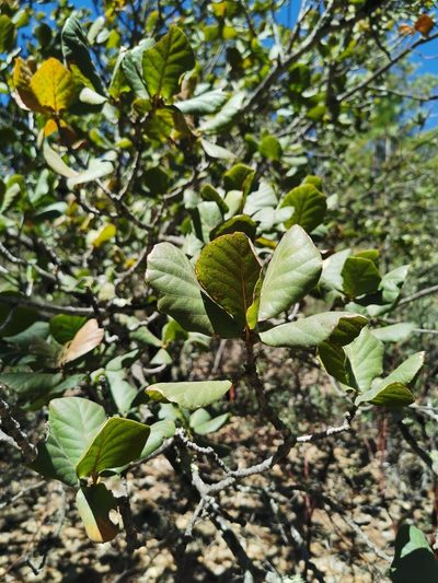 Quercus jonesii, photographed by M. Socorro González Elizondo