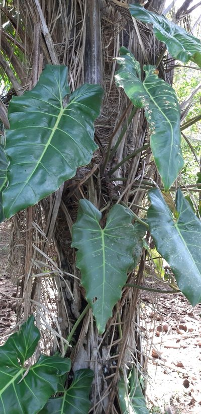 Philodendron maximum, photographed by Vincent A. Vos