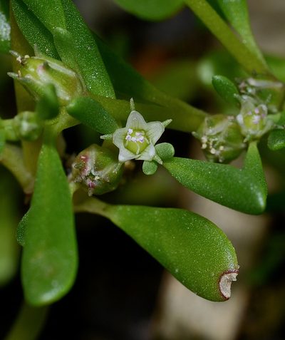 Sesuvium maritimum, photographed by James (Jim) Duggan