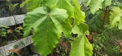 Macaranga gigantea, photographed by Ong Jyh Seng