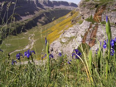 Iris latifolia, photographed by Dr. Guido Bohne