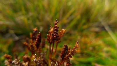 Microschizaea australis, photographed by Sarah Richardson