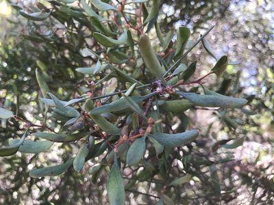 Hakea trifurcata, photographed by Ann Bentley