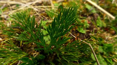 Aciphylla polita, photographed by Sarah Richardson