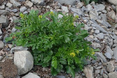 Barbarea intermedia, photographed by John Barkla
