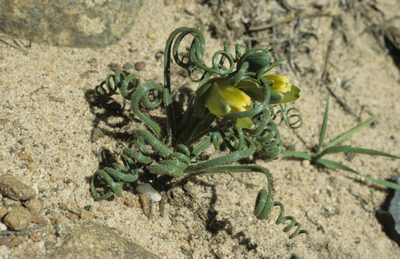 Albuca spiralis, photographed by Tom Lloyd Evans