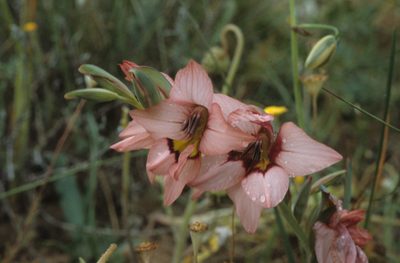 Gladiolus meliusculus, photographed by Tom Lloyd Evans