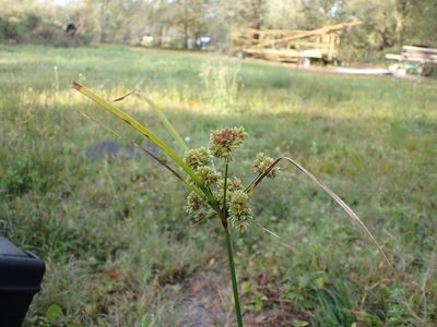 Cyperus entrerianus, photographed by John Abrams