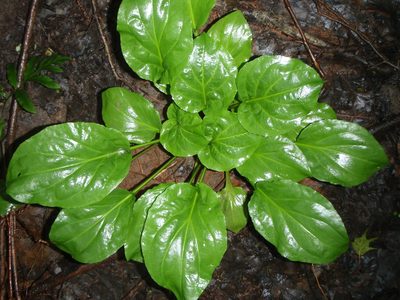 Plantago cordata, photographed by Allan Harris