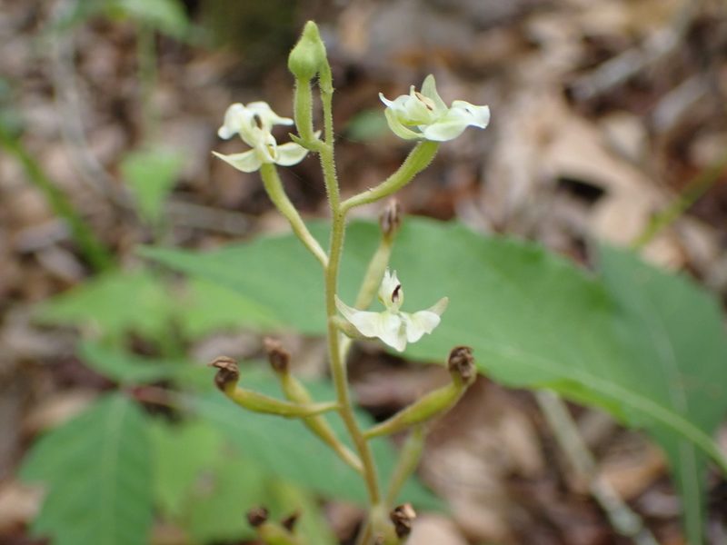 Ponthieva racemosa, photographed by John Abrams