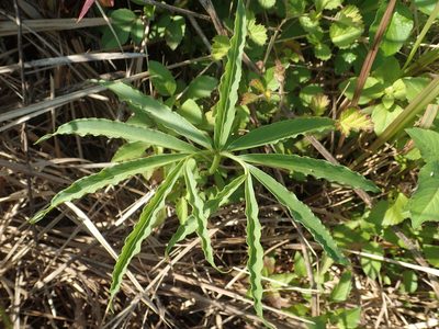 Arisaema heterophyllum, photographed by 葉子