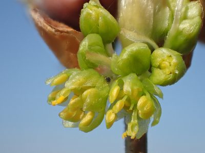 Lindera glauca, photographed by 葉子
