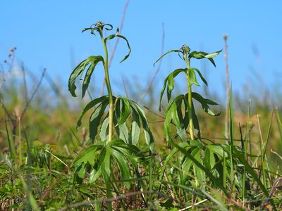 Syneilesis intermedia, photographed by 葉子