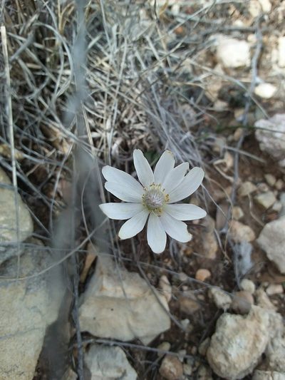 Anemone okennonii, photographed by Alex