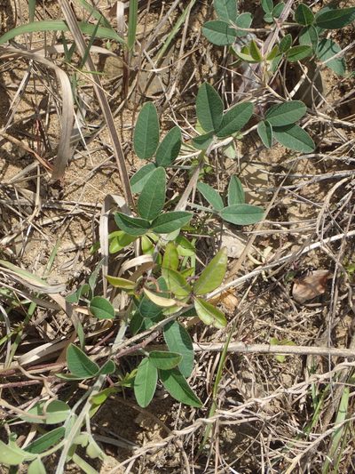 Lespedeza daurica, photographed by 葉子