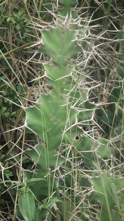 Euphorbia grandicornis, photographed by Shaun Swanepoel