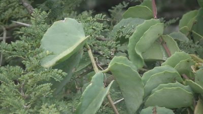 Cissus rotundifolia, photographed by Shaun Swanepoel