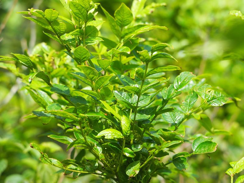Zanthoxylum simulans, photographed by 葉子