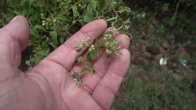 Helinus integrifolius, photographed by Shaun Swanepoel