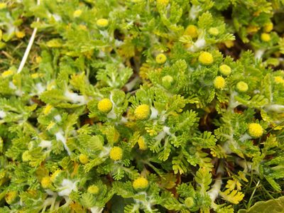 Leptinella lanata, photographed by Sue Carnahan