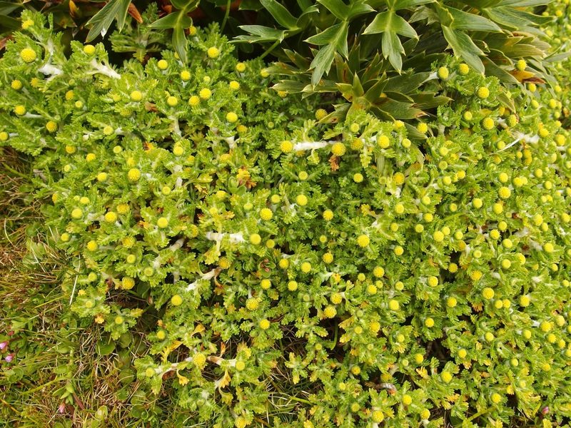 Leptinella lanata, photographed by Sue Carnahan