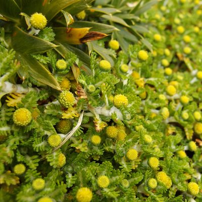 Leptinella lanata, photographed by Sue Carnahan
