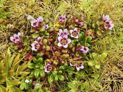 Gentianella cerina, photographed by Sue Carnahan