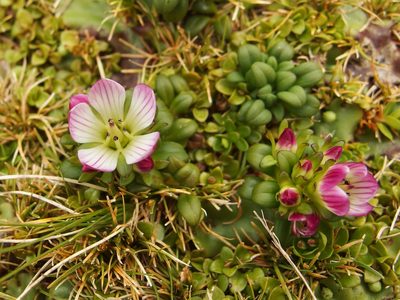 Gentianella cerina, photographed by Sue Carnahan
